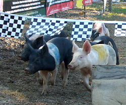 Live Pig Races are exciting fun at Motley's Pumpkin Patch and Christmas Trees, Little Rock, Arkansas-Central Arkansas' Favorite Family Outing