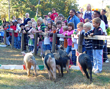 The kids squeal as much as the racing piggies at Live Pig Races and Family Fun at Motley's Pumpkin Patch and Christmas Trees, Little Rock, Arkansas
